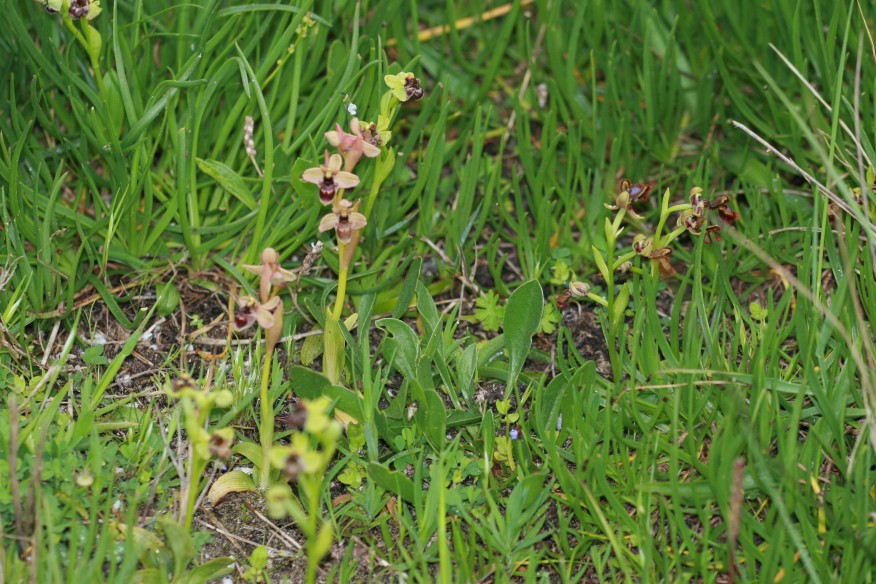 Ophrys sconosciuta dalla sardegna?